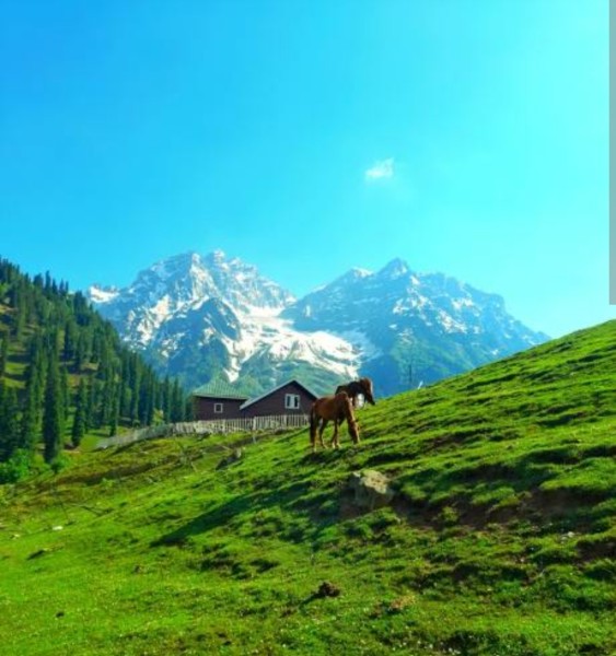 Srinagar, Pahalgam, Gulmarg  kashmir trip 